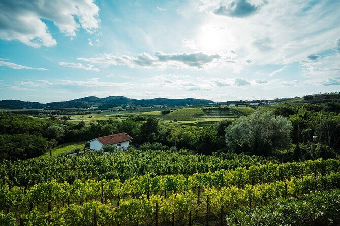 Bike Slovenia Green: Alps to Adriatic 8 days cycling tour - Day 6: Prosciutto stop, Speleology-style karst, and Lipica’s Lipizzaner horses