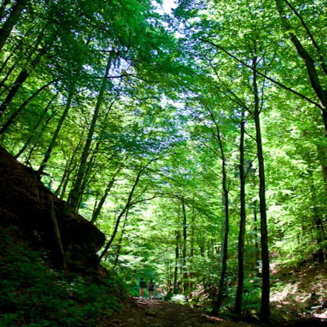 From Bled: Half-Day Pokljuka Gorge Trail Hike (Private) - What to pack so the hike feels easy instead of annoying