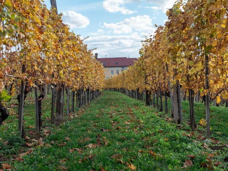 From Ljubljana: Vipava Valley Wine Express Tour - Timing and pacing: relaxed, but plan around dinner