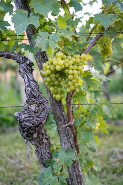 From Ljubljana: Vipava Valley Wine Express Tour - Vipava Valley: how the air and rock shape the wine