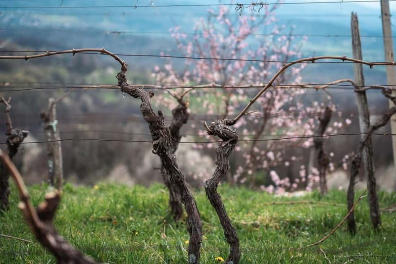 From Ljubljana: Vipava Valley Wine Express Tour - The tasting format: how to make the most of 7 samples
