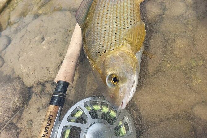 Full Day Private Guided Fishing Charter along the Isonzo Front - Soca Valley fishing time: marble trout and the river’s logic