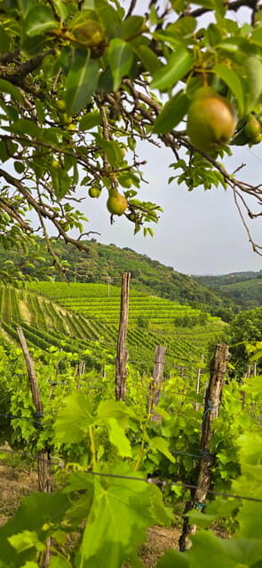 Goriška Brda: Wine Walk and Tasting - Key things that make this wine walk worth your time