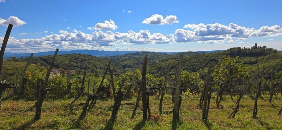 Goriška Brda: Wine Walk and Tasting - Getting to Pintar Wine & Guest Estate: start in Brestje