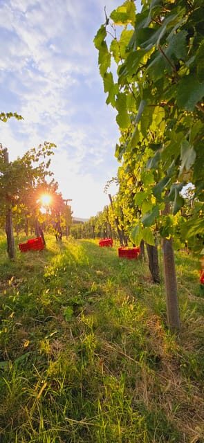 Goriška Brda: Wine Walk and Tasting - The vineyard walk: why Alpine–Mediterranean conditions change the grape