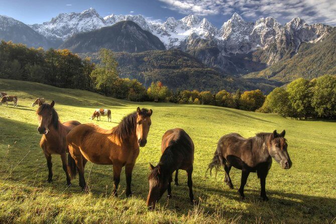 Horse Riding in Bled - Price and Logistics: Is $136.98 Worth It?