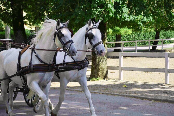 Lipica Stud Farm and Skocjan Caves from Koper - Škocjan Caves Regional Park: an open-air lesson after the underground world