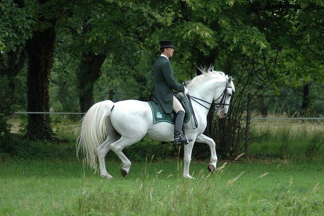 Lipica Stud Farm- Private Experience from Koper - From Koper to Lipica without the stress math