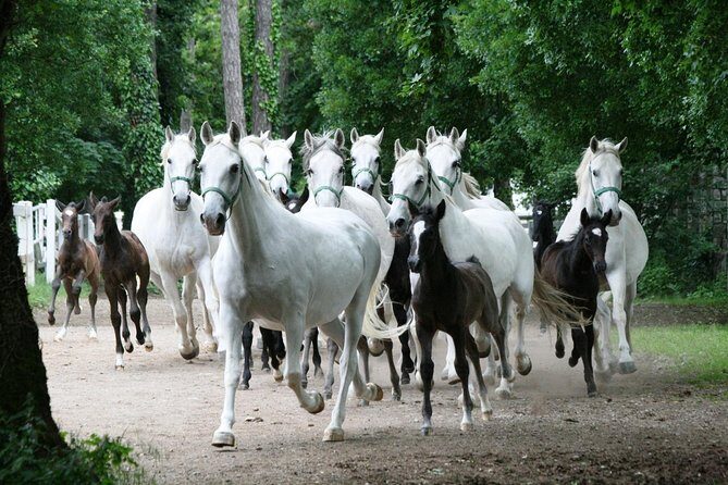 Lipica Stud Farm- Private Experience from Koper - Stables up close: what you should expect to see