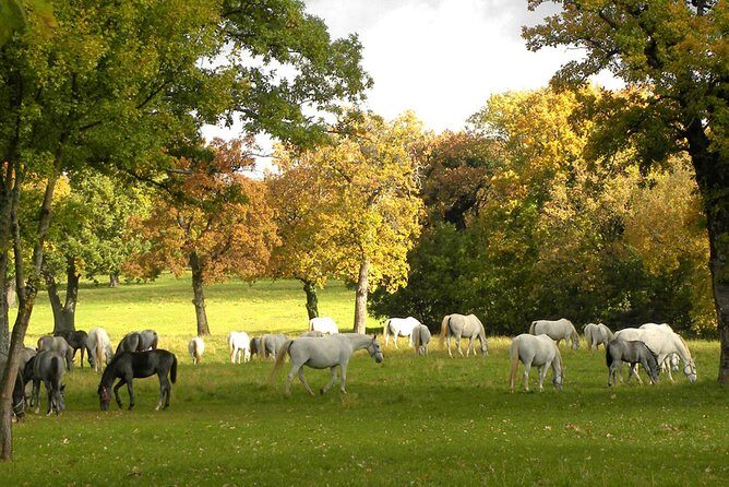 Lipica Stud Farm- Private Experience from Koper - The museum and guided walk: history you can actually place