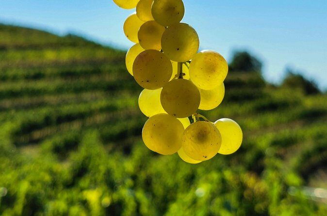 Wine Degustation in the Heart of Slovenian Istria - What the 1 hour 30 minutes feels like in real life